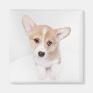 Aimant Animaux de bébés cutest Young Corgi Puppy