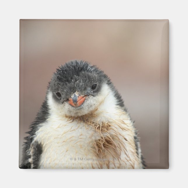 Aimant Antarctique (Devant)