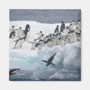 Aimant Antarctique, île Paulet. Manchots Adélie