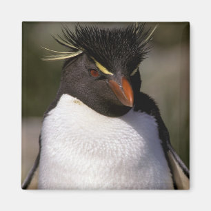 Aimant Antarctique, îles subantarctiques, Sud 5