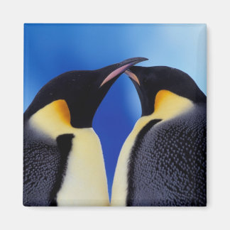 Aimant Antarctique, Manchots empereurs