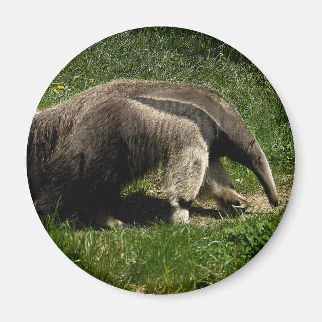 Aimant Anteater géant (Devant)