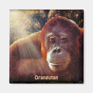 Aimant Apes rouges d'Orangutan en voie de disparition Mag