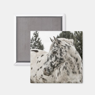 Aimant Appaloosa Horse