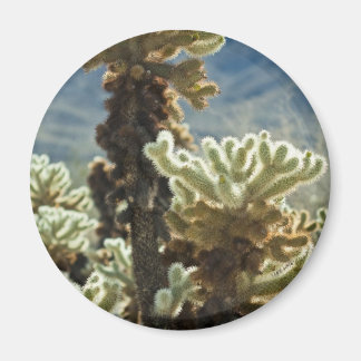 Aimant Après-midi Cholla