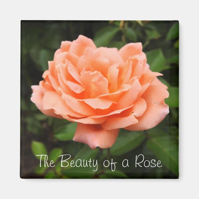 Aimant Apricot Rose (Devant)