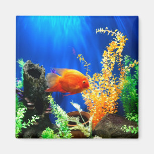 Aimant Aquarium aquarium aquarium