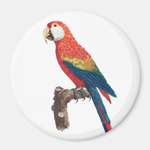 Aimant Ara Canga Parrot