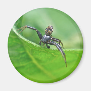 Aimant Araignée de crabe sur les éléments de coordination
