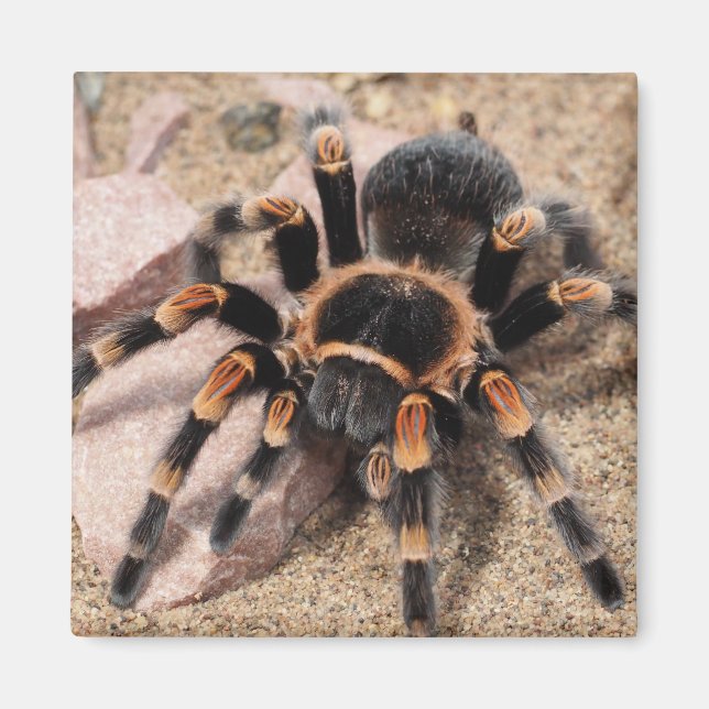 Aimant Araignée de Tarantula au genou rouge mexicain (Devant)