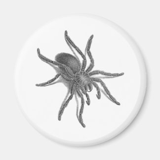 Aimant Aranea Avicularia, Black Cuban Spider