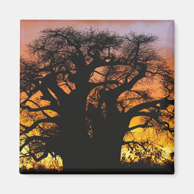 Aimant arbre baobab africain, Adansonia digitata, (Devant)
