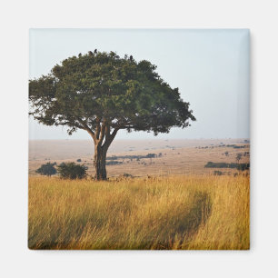 Aimant Arbre d'acacia isolé dans les plaines herbeuses, M