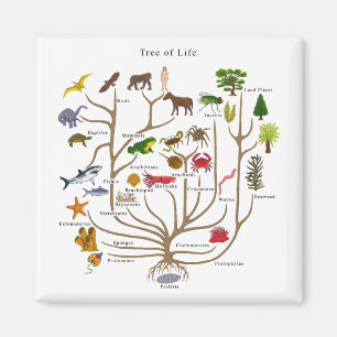 Aimant Arbre de la vie