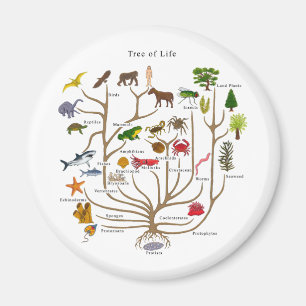 Aimant Arbre De Vie