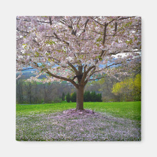Aimant Arbre florissant en fleurs de cerisiers roses et b