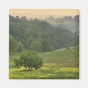 Aimant Arbre isolé dans un champ agricole, Toscane,