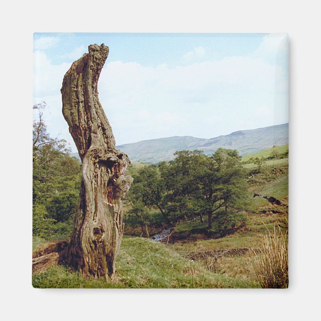 Aimant Arbre patiné dans UK Peak District (Devant)