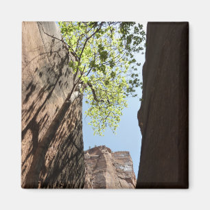 Aimant Arbre poussant entre les rochers à Zion National P