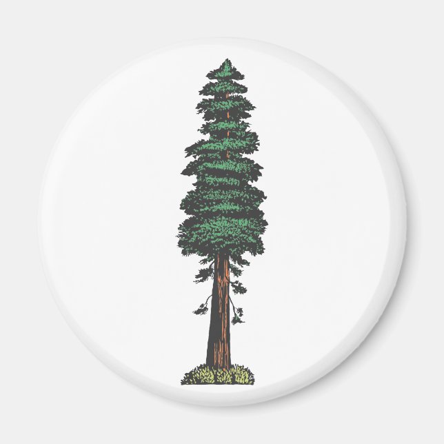 Aimant Arbre tree sequoia (Devant)