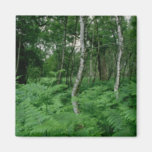 Aimant Arbres de bouleau argenté et fougères, forêt de