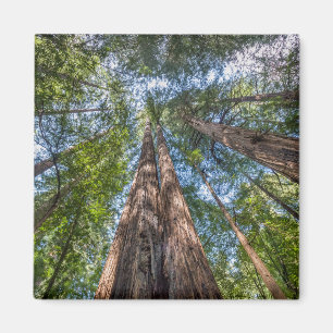 Aimant Arbres de séquoia   Comté de Marin, Californie