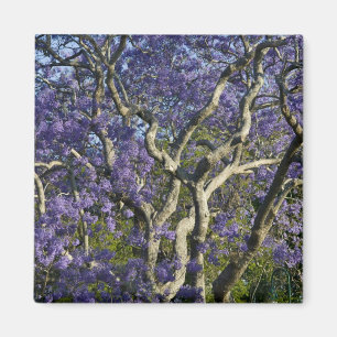 Aimant Arbres Jacaranda en fleurs dans le nouveau parc ag