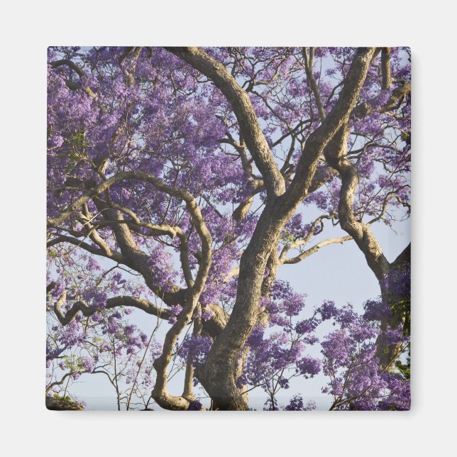 Aimant Arbres Jacaranda en fleurs dans le nouveau parc ag (Devant)