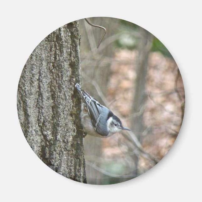 Aimant Ardoise Gris Nuthatch Songbird Articles Coordonnés (Devant)