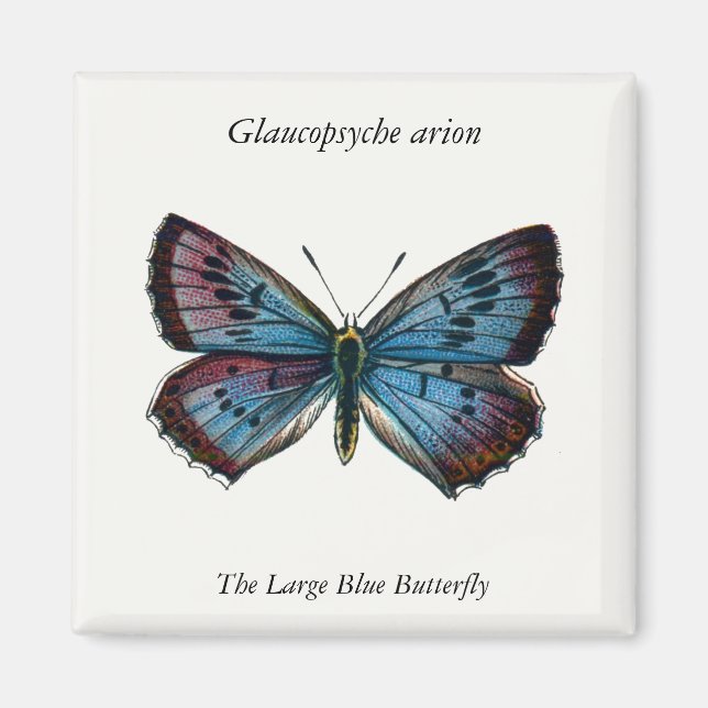 Aimant Arion glaucopsyche - Le Grand Papillon Bleu (Devant)