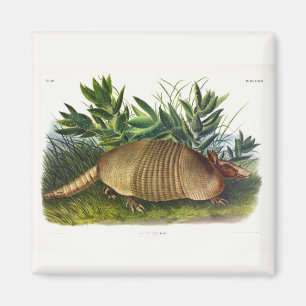 Aimant Armadillo à nez long, à neuf bandes, par Audubon