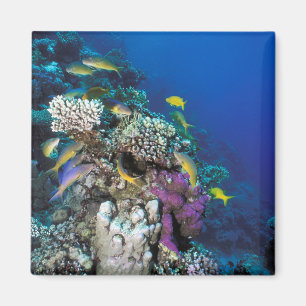 Aimant Around Small Coral