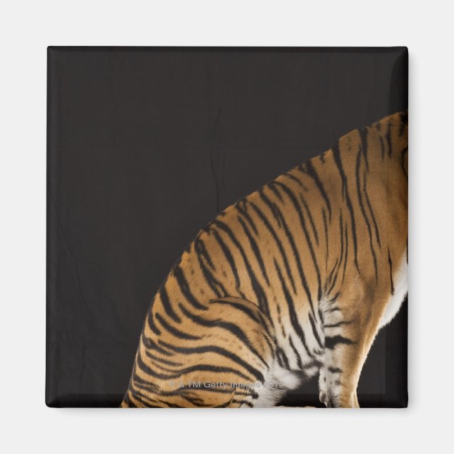 Aimant Arrière du tigre assis sur la plateforme (Devant)