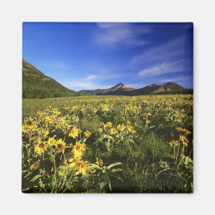Aimant Arrowleaf balsomroot couvre la prairie avec