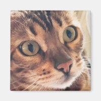 Art numérique Gros plan de la belle chatte grands 