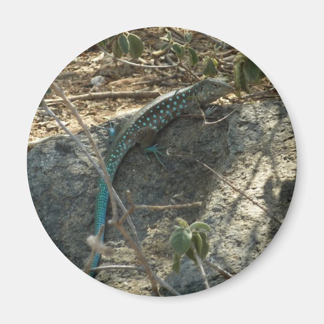 Aimant Aruba Whiptail Lizard Photographie d'animaux tropi (Devant)