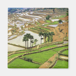 Aimant Asie, Chine, Yunnan, Honghe. Terrasses de riz à p
