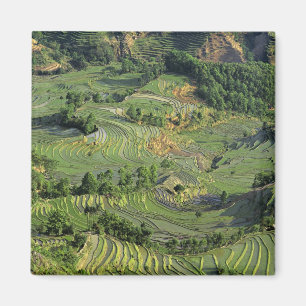 Aimant Asie, Chine, Yunnan, Yuanyang. Motif de vert 2