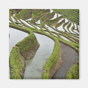 Aimant Asie, Chine, Yunnan, Yuanyang. Riz inondé
