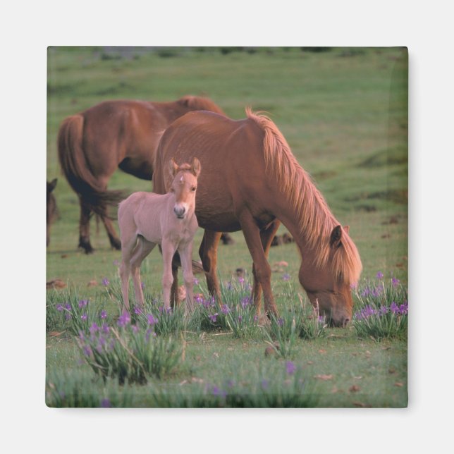 Aimant Asie, Mongolie, Désert de Gobi. Chevaux sauvages (Devant)