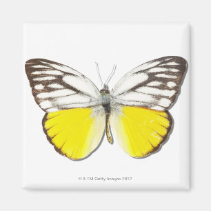 Aimant Aspasia de Cepora