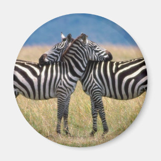 Aimant Attaquer l'aimant Zebras