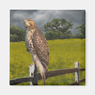 Aimant Attente de la tempête - Red tail Hawk