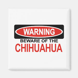 Aimant Attention Au Chihuahua