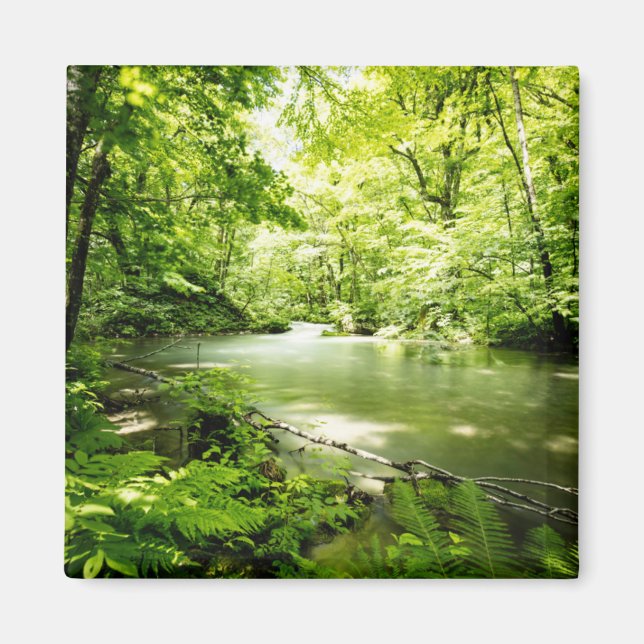 Aimant Au fond de la forêt (Devant)