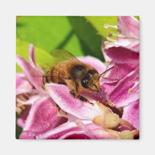 Aimant Au milieu des fleurs - abeille sur des fleurs rose
