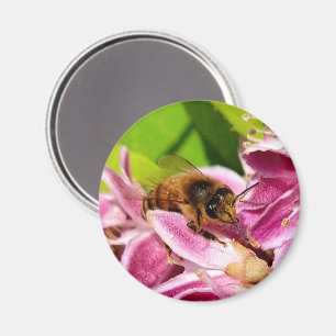 Aimant Au milieu des fleurs - abeille sur des fleurs rose