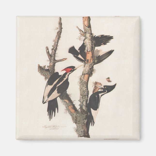Aimant Audubon Ivory-Billed (Devant)