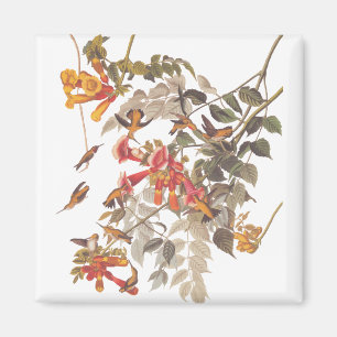 Aimant Audubon : le rubis tropical des colibris à la gorg