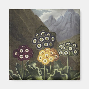 Aimant Auricules de Dr. John Robert Thornton's